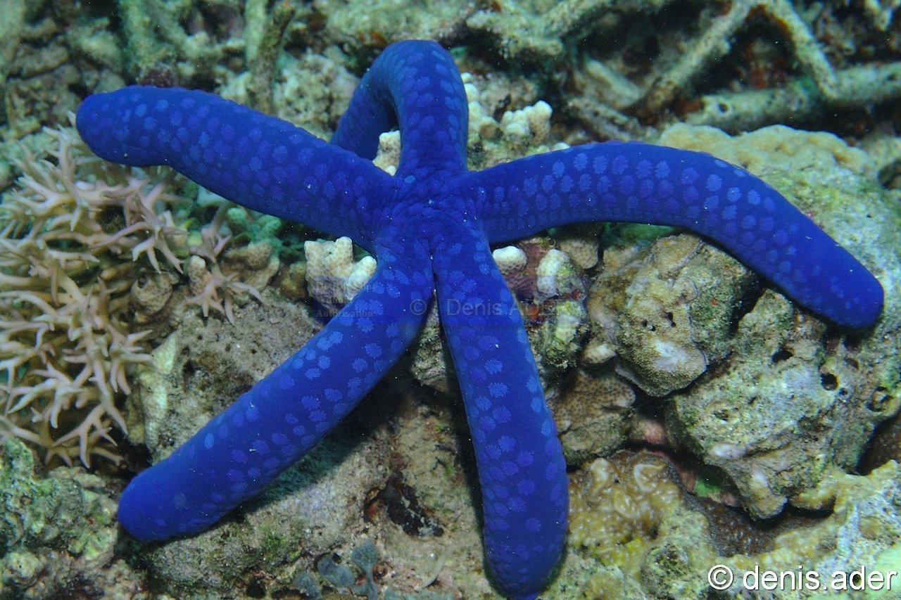 Linckia-laevigata Etoile Bleue ou jaune-Flores Riung Nunsa Tiga-7m-20160814-Denis-ADER-DSC_2092_tn.jpg